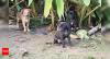 Agri-Horticulture Society fences off dogs, plaint reaches cops, ‘cruelty’ notices sent