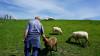 Science The Cool Down Farmers wave off concerns around innovative new use for their land: 'We just rolled around laughing'