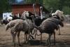 B.C. ostrich farm says it will ask Supreme Court to stop the cull of 400 birds