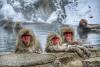 Science The Cool Down Researchers make concerning discovery after tracking creatures in some of Earth's coldest habitats — here's what they found