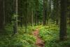 Lifestyle The Cool Down Scientists develop incredible method to make wood stronger than steel: 'It might just outmuscle metal'