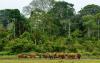 Research boost for Central Africa’s forest ecosystems