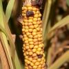 Maize Fungal Diseases: Pathogen Diversity in Ethiopia