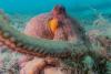 Science NBC News A new analysis of underwater videos shows octopuses are 'incredible multitaskers'