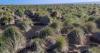 Falklands agriculture, grants for the Land Recovery Program