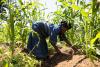 Portland refugee farm transforms vacant lot into healing community