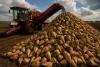 Sugar Sovereignty : How Algeria Bet on Beets and Secured Its First Export Contracts