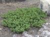 Scientists Trace Origins of Extinct Plant Population on Volcanically Active Nishinoshima