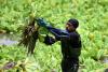 El Salvador Mobilized to Remove Invasive Plants from Lake Suchitlán