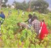 Ghana steps up cassava virus surveillance