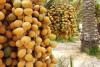 Bahrain secures advanced spot in food security index