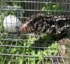 University of Florida researcher oversees project using AI to halt the growing population of Argentine Black and White Tegu, another invasive species
