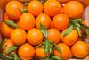 Brazil oranges hit hard by high fruit drop rates and lower production, Fundecitrus warns