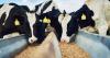 Farming and food unprepared for global warming, says advisory council
