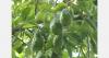 Brazilian avocado exports reached US$36 million