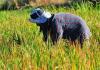 ‘Agricultural import license sale undermines farmers’