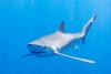 Brazil weighs new measures to manage shark trade, fishing