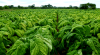New tobacco grading system on the cards
