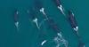 Drone photos suggest a 2014 marine heat wave is still stunting orca growth, reproduction in Alaska