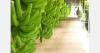 Costa Rican banana sector records 20% drop in exports due to excessive rainfall