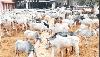 Nigeria’s chambers of commerce, firms visit SPACE animal production