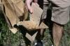 Fruit fly tests in Greece target invasive species