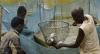 Financial institutions commit to financing Ivory Coast’s tilapia sector