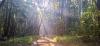 Karura Forest and the Politics of Community-Based Conservation in Kenya