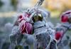 Frosts expected at end of September in Latvia