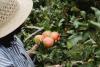 TravelMatKanner: Where to enjoy apple picking in and around Luxembourg