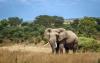 Mozambique announces first elephant survey in seven years