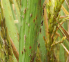 Rice Delphacid found in Arkansas, growers urged to scout late planted fields