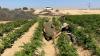 Agriculture Min. must fix local farming deficiencies since war started, comptroller says