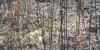 Missouri agricultural leaders ask for drought photographs