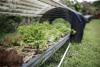 Costa Rica Permaculture Revolution Turns Waste into Water and Wealth