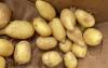Southern Estonia bracing for half its usual potato harvest