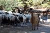 Greece considers movement ban after smallpox outbreak on farm