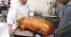 PHR Club Guam presents: The ultimate island brunch - a culinary feast for a cause