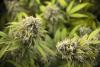 Minnesota Cannabis Sales Hit $250 Million in First Year Since Legal Launch