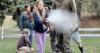 North Idaho Bear Fair to be hosted at Bonner County Fairgrounds on Sept. 27