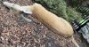 Epizootic hemorrhagic disease and bluetongue virus detected in white-tailed deer in North Idaho