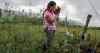 Documenting killings and disappearances of land and environmental defenders