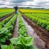 Adapting Agriculture: Climate Resilience Strategies Unveiled
