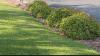 How to transition your Bermuda lawn to winter rye in Phoenix