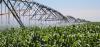 Transforming AgriBusDev and Green Schemes for Food Security and Economic Growth