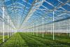 Scientists identify ‘master switch’ for plant growth and crop productivity