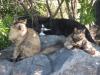 Group urges education, sterilization for Hawaii island feral cats