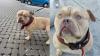 Woman Abandons Her Pet Dog At Belgium Airport After Being Denied Boarding; Sparks Outrage Among Animal Lovers