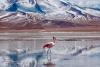 6 Weird Wildlife Sightings in Nature: You 100% Won’t Expect to See These Animals Here
