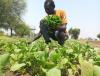 South Sudan begins review of agriculture and livestock extension policy
